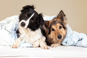 Two-big-dogs-on-an-apartment-bed-600x400