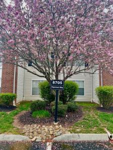 Apartments-in-Knoxville-TN-Beautiful-Community-Trees 